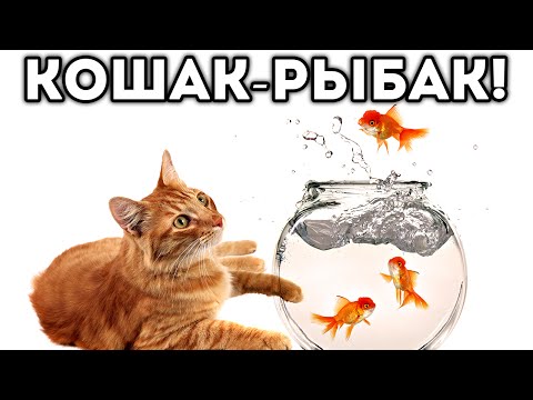 Видео: КОШАК-РЫБАК!