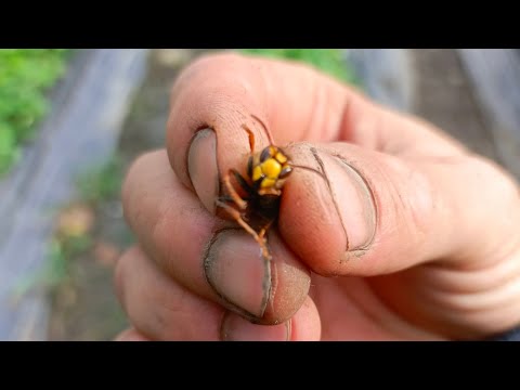 Видео: Атака шершней, уничтожение урожая 🍓
