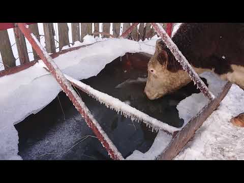 Видео: ЗИМНИЕ ПОИЛКИ ДЛЯ ГЕРЕФОРДОВ у нас в Ооо Дик устроены просто. #дикфарм