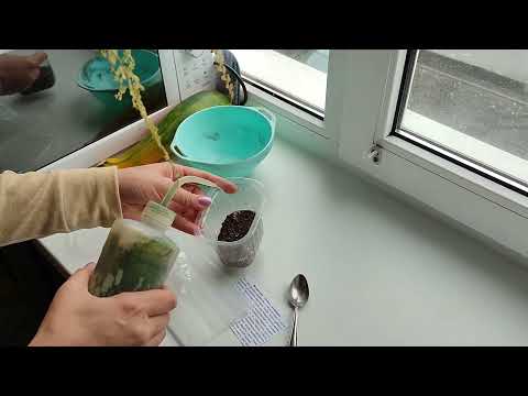 Видео: Сажаю семена Каладиума! | Безумный эксперимент