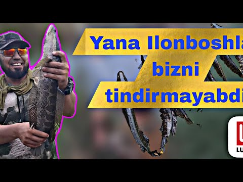 Видео: Алишер билан анча бўлганди ов килмаганимизга