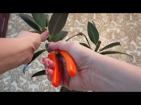 Видео: Формирование фикуса Мелани