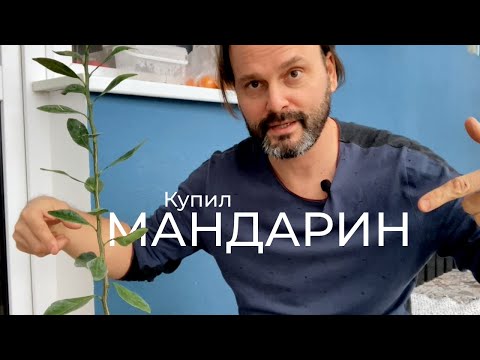 Видео: 🍊Купил саженец мандарина. Теперь думаю, что с ним делать