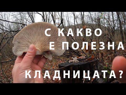 Видео: КЛАДНИЦАТА: С КАКВО Е ПОЛЕЗНА? PLEUROTUS OSTREATUS OYSTER MUSHROOM #foraging #mushroom #fungi #гъби