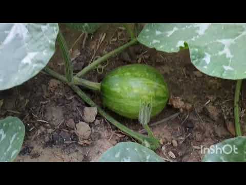 Видео: Бақшада түйнек көп болу үшін.Бор қышқылын пайдалану.#баубақша #бақша #тыңайтқыш #асқабақ#қызанақ