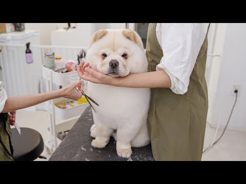 Видео: Плюшевый мишка? Почему ты здесь?