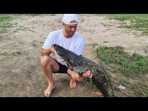 Видео: Ловля на Припяти судака и сома.