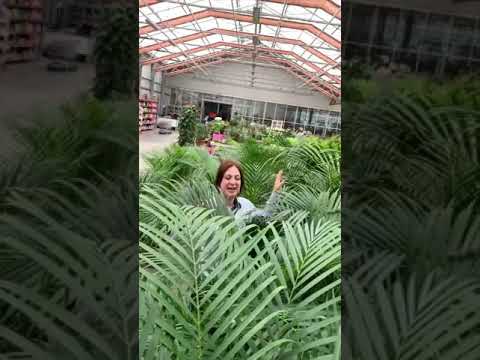 Видео: Пальма Арека: выращивание и уход