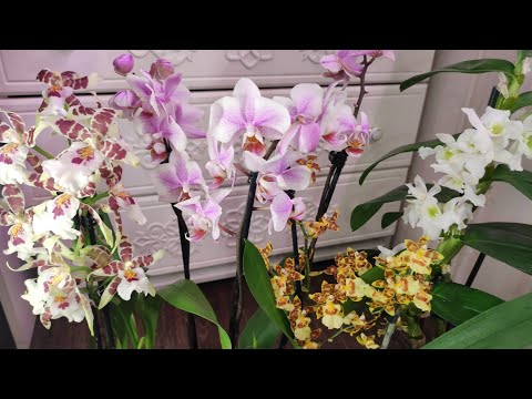 Видео: ОРХИДЕЯ НЕ ЛЮБИТ эти 10 вещей, которые вы делаете НЕПРАВИЛЬНО! ЖАЛЕЮ, что РАНЬШЕ об этом НЕ ЗНАЛА!
