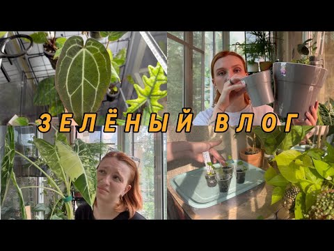 Видео: ВЛОГ | Прогулка по лесу | Пересадка | Новые кашпо | Обзор витрины | Стволовая гниль