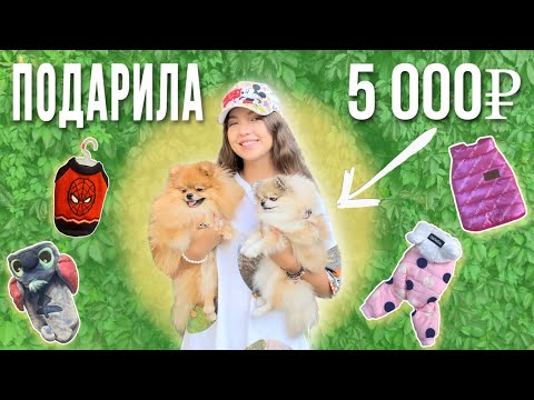 Видео: ПОКУПКИ ДЛЯ СОБАК НА 5000₽🐶👗 Новая коллекция осенней одежды🐕😍
