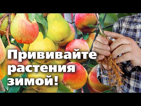 Видео: ЗИМНЯЯ ПРИВИВКА ПЛОДОВЫХ РАСТЕНИЙ  Мастер класс профессионала