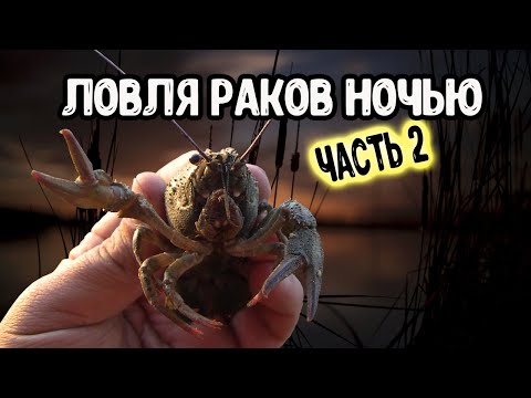 Видео: Ночная ловля раков на сачок.