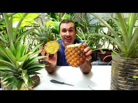 Видео: 🍍Как вырастить ананас, купленный на рынке✔️