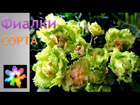 Видео: 🌺 Фиалка - Королева подоконника. 180 фото фиалок различных сортов