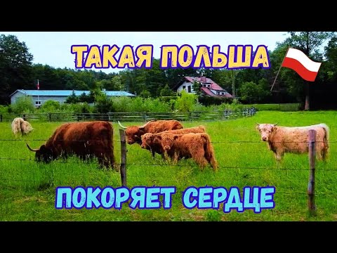 Видео: 💖 Такая Польша покоряет сердце🌾. Вот она, настоящая Польша!