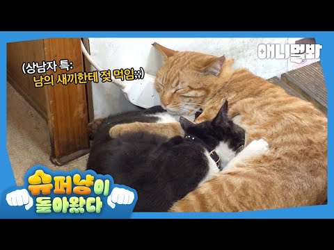 Видео: Давала молоко, но котята пришли не к той кошке