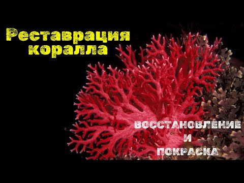 Видео: РЕСТАВРАЦИЯ коралла! #коралл  #аквадизайн  #аквариум #fish  #оформлениеаквариума #aquarium
