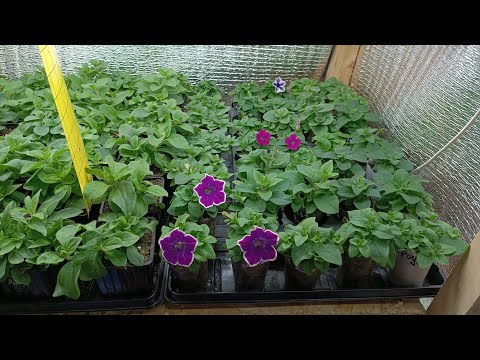 Видео: Тульская обл.Кимовский р-он.Стартует ранняя продажа вегетативных петуний и калибрахоа.