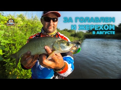 Видео: За голавлем и жерехом в августе (2016 г.)
