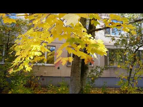 Видео: ЛИСТОПАД