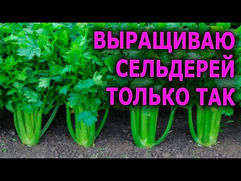 Видео: ТОЛЬКО ЭТОТ СОРТ СЕЛЬДЕРЕЯ СЕЮ НА РАССАДУ - ПОКАЗЫВАЮ КАК ПОСЕЯТЬ СЕЛЬДЕРЕЙ ЧЕРЕШКОВЫЙ
