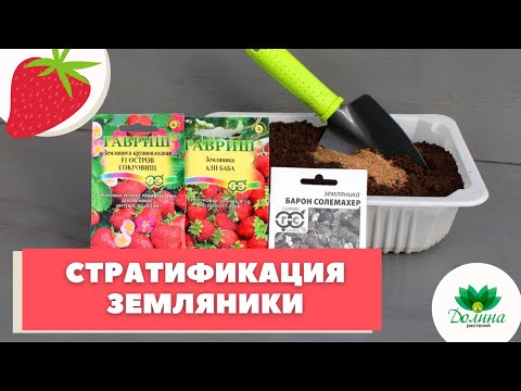 Видео: Стратификация и посев семян садовой земляники! МАСТЕР-КЛАСС ОТ ЭКСПЕРТА