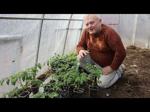 Видео: Дарю вам ЗОЛОТУЮ ТАБЛЕТКУ для спасения бедных почв. Русский Народный Овсяный Кисель! По Распопову.