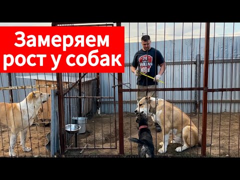 Видео: Замерили рост собак и рассуждаем о собаках