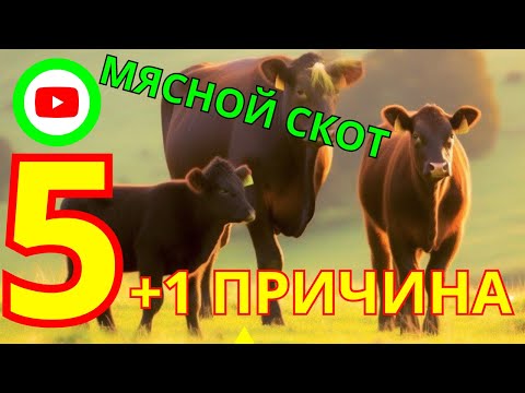 Видео: Что скрывают мясной скот: Раскроем тайну