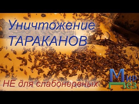 Видео: МирДез, обработка от тараканов, клопов, Москва, ДезДобро (2019г) 16