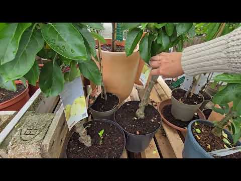 Видео: Пересадка  Physalis,  сбор урожая