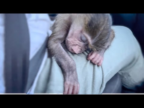 Видео: Мы едем к врачу, Люся не отпускает меня ни на минуту, даже ЗАСНУЛА за РУЛЁМ!