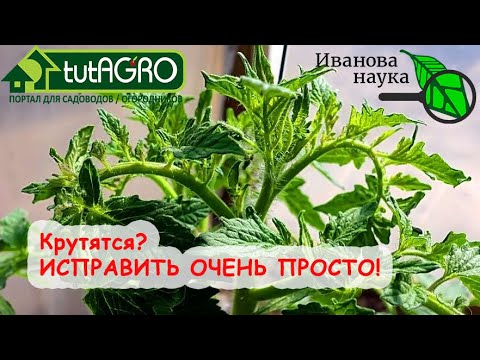 Видео: КРУТИТ ВЕРХУШКИ и ЛИСТЬЯ ТОМАТОВ и ОГУРЦОВ? ИСПРАВИТЬ ОЧЕНЬ ПРОСТО ВСЕ ТРИ ПРИЧИНЫ!