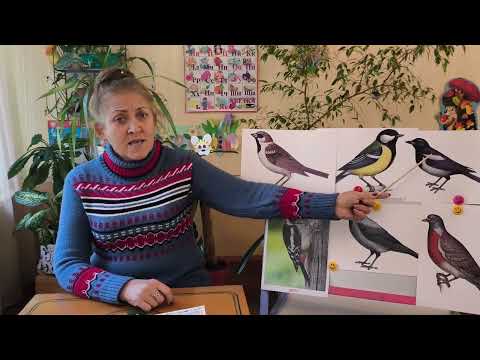 Видео: Заняття з розвитку мовлення - "Зимуючі птахи".