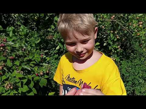 Видео: Малина "Гусар": Обзор сорта с дегустацией. Рекомендуем к покупке!