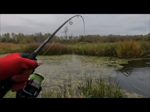 Видео: С ВОБЛЕРАМИ за ЩУКОЙ осенью! Рыбалка на СПИННИНГ по МАЛОЙ РЕКЕ!