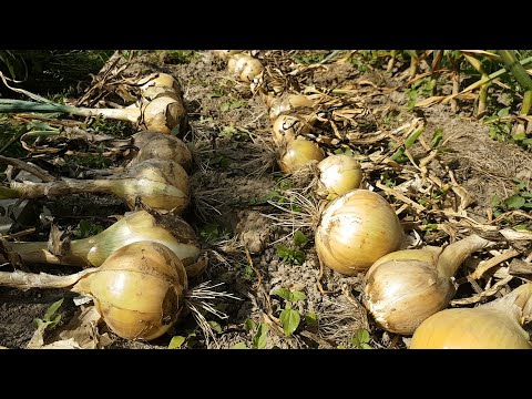 Видео: Лук эксибишен от А до Я