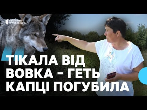 Видео: Хижаки нападають на худобу і переслідують людей на Хмельниччині