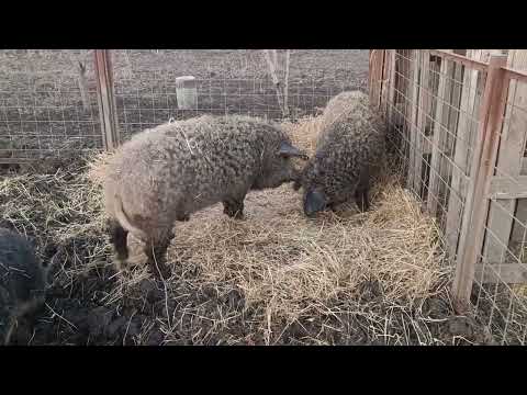 Видео: Немного о жизни Венгерской пуховой Мангалицы / кудрявые свиньи.