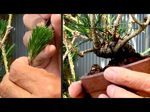 Видео: Обрезка бонсай из черной сосны Микава в пределах 10 см ・Производитель соревнуется за 1-е и 2-е