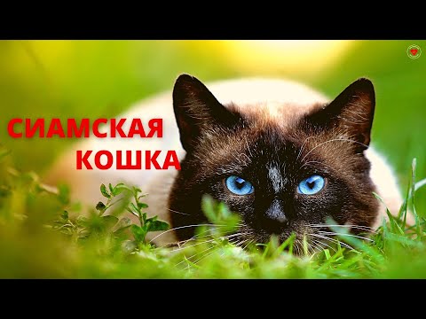 Видео: СИАМСКАЯ КОШКА