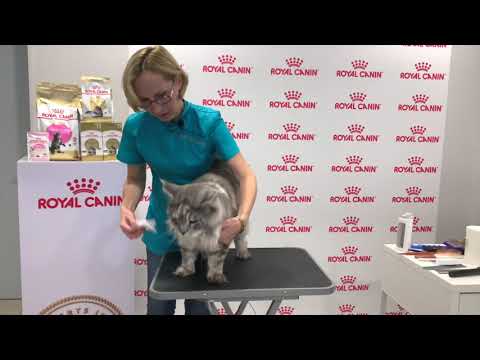 Видео: Выставочный экспресс-гуминг мейн-куна". Сухой груминг