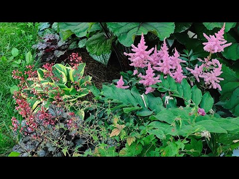 Видео: Что посадить в тени и полутени