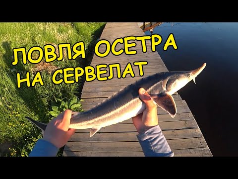 Видео: ЛОВЛЯ ОСЕТРА НА СЕРВЕЛАТ. ПОИМКИ СОМА. Рыбалка 2024 #осётр #рыбалка
