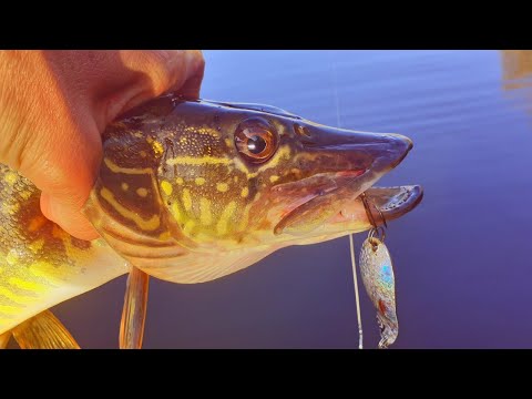 Видео: ЛОВЛЯ СПІНІНГОМ ЩУКИ НА СТАВКУ ! ЩУКА НА БЛЕШНІ І СИЛІКОН !!!