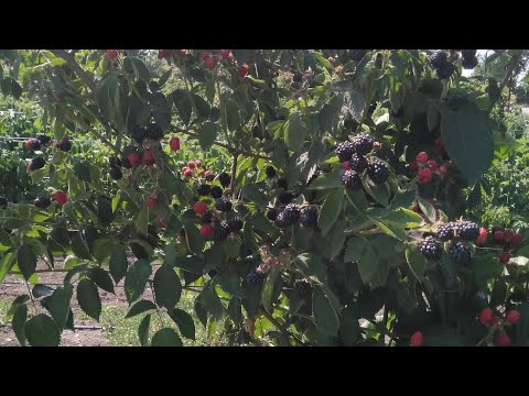 Видео: Ежевичная плантация,плодоношение.