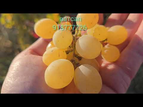 Видео: «🍇😋Инҳоянд ангурҳои аз ҳама бомазатар дар ҷаҳон — ҳатман тамошо кунед ва лайк гузоред!»