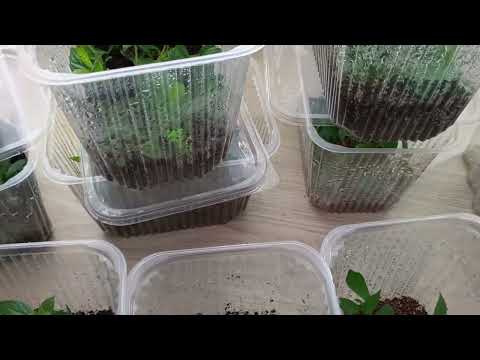 Видео: ‼️Подробно о подкормках черенков метельчатой гортензии.