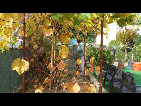 Видео: Находим счастье в простых, повседневных вещах | Готовим вкусный кабачковый флан